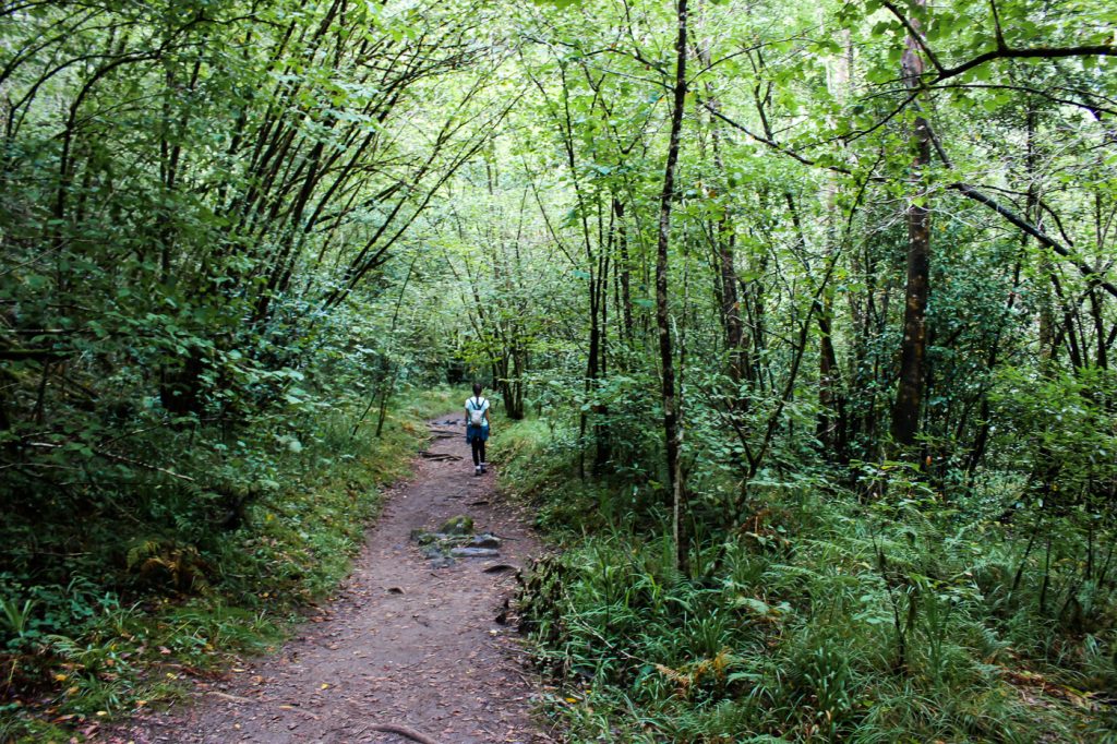 Bosque-Fradas-do-Eume-Galicia